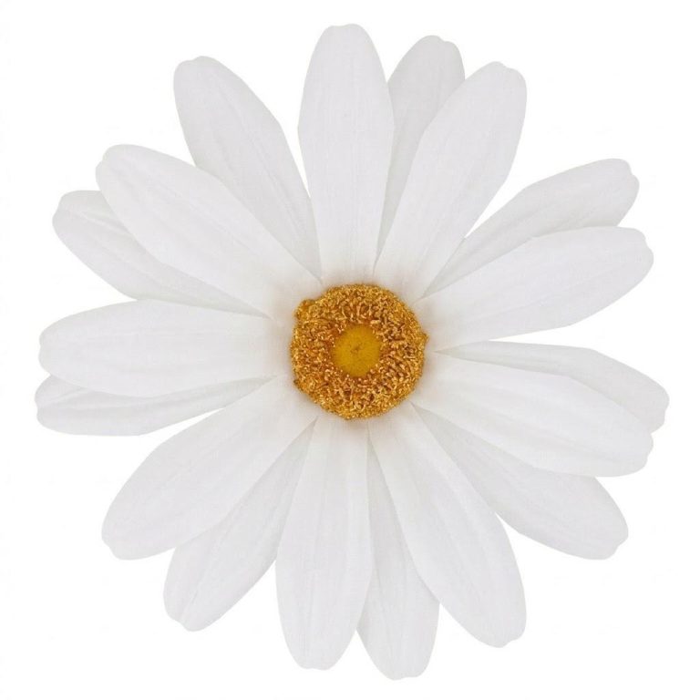 MARGHERITA PICCOLO MIS. 30 X 30 X 100
