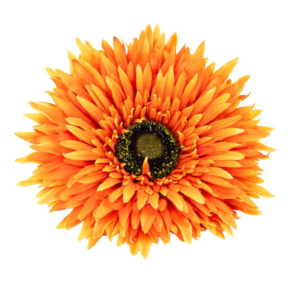 GERBERA MEDIA MIS. 40 X 40 X 125