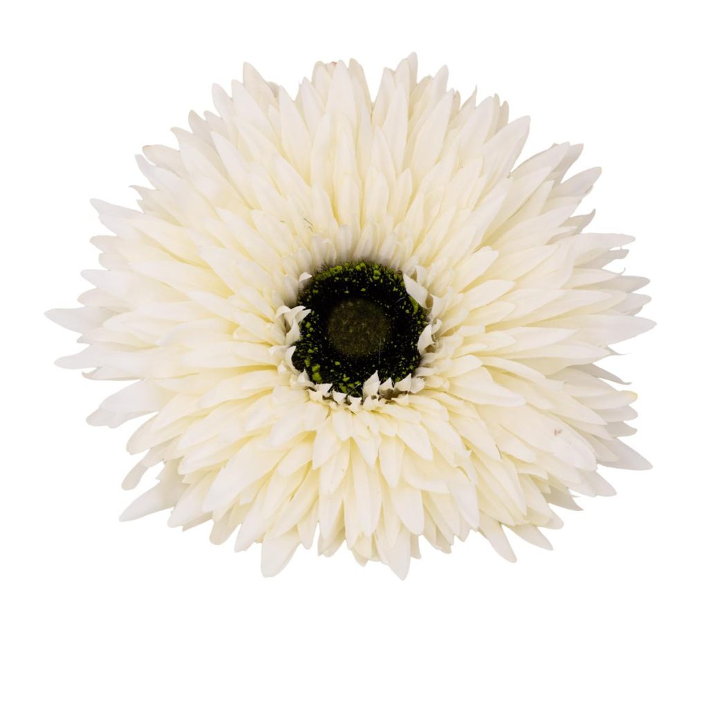 GERBERA PICC. MIS. 25 X 25 X 100